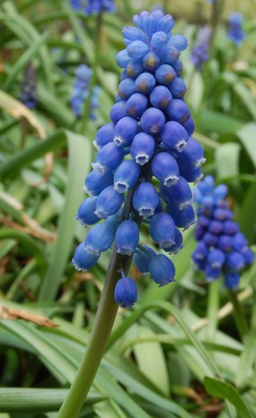 Grape hyacinth